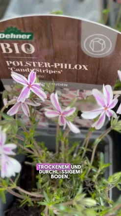 Dehner Bio Bio Teppich-Phlox 'Candy Stripes' Zartrosa
