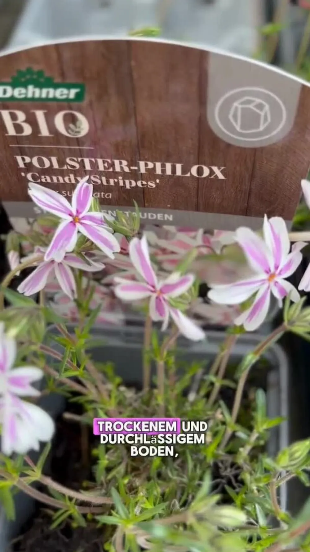 Dehner Bio Bio Teppich-Phlox 'Candy Stripes' Zartrosa