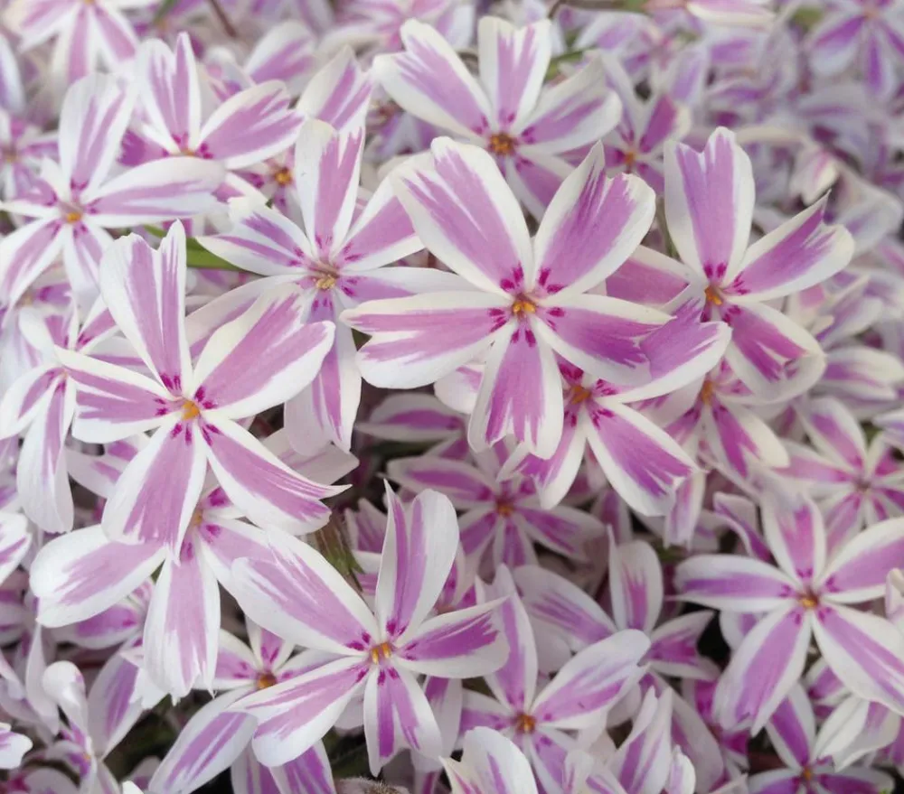 Dehner Bio Bio Teppich-Phlox 'Candy Stripes' Zartrosa