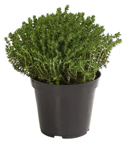 Dehner Bio Bio-Kräuter|Garten- & Heilkräuter - Bio Thymian Grün