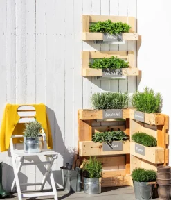 Dehner Bio Bio-Kräuter|Garten- & Heilkräuter - Bio Thymian Grün