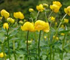 Dehner Bio Sommerstauden|Bio Stauden - Bio Trollblume 'Golden Queen' Gelb