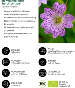 Dehner Bio Bodendecker & Efeu|Bio Stauden > Bio Veränderlicher Storchschnabel