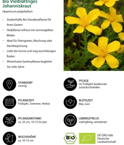 Dehner Bio Steingartenstauden|Bio Stauden > Bio Vielblättriges Johanniskraut