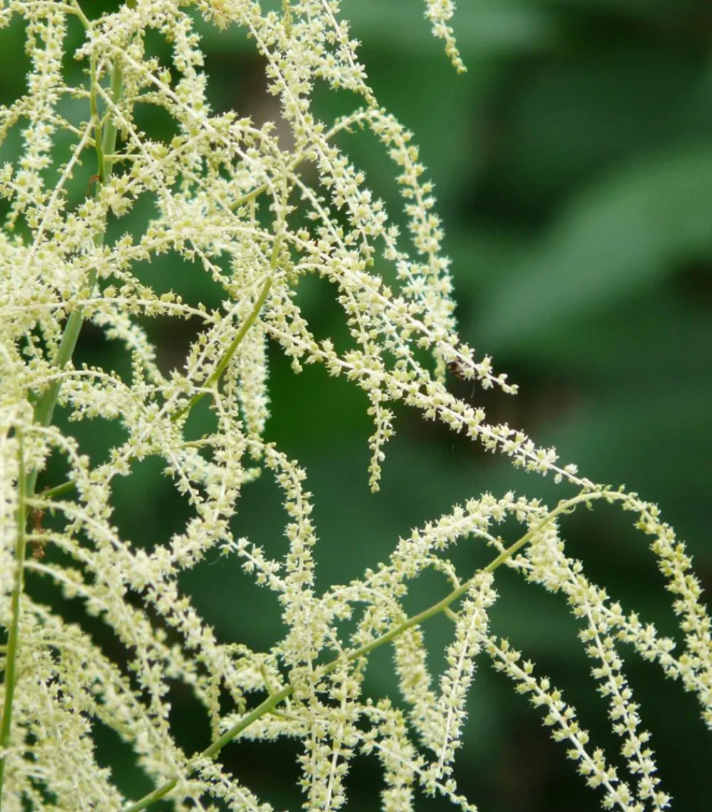 Dehner Bio Sommerstauden|Blatt- & Schattenstauden - Bio Wald-Geißbart Creme