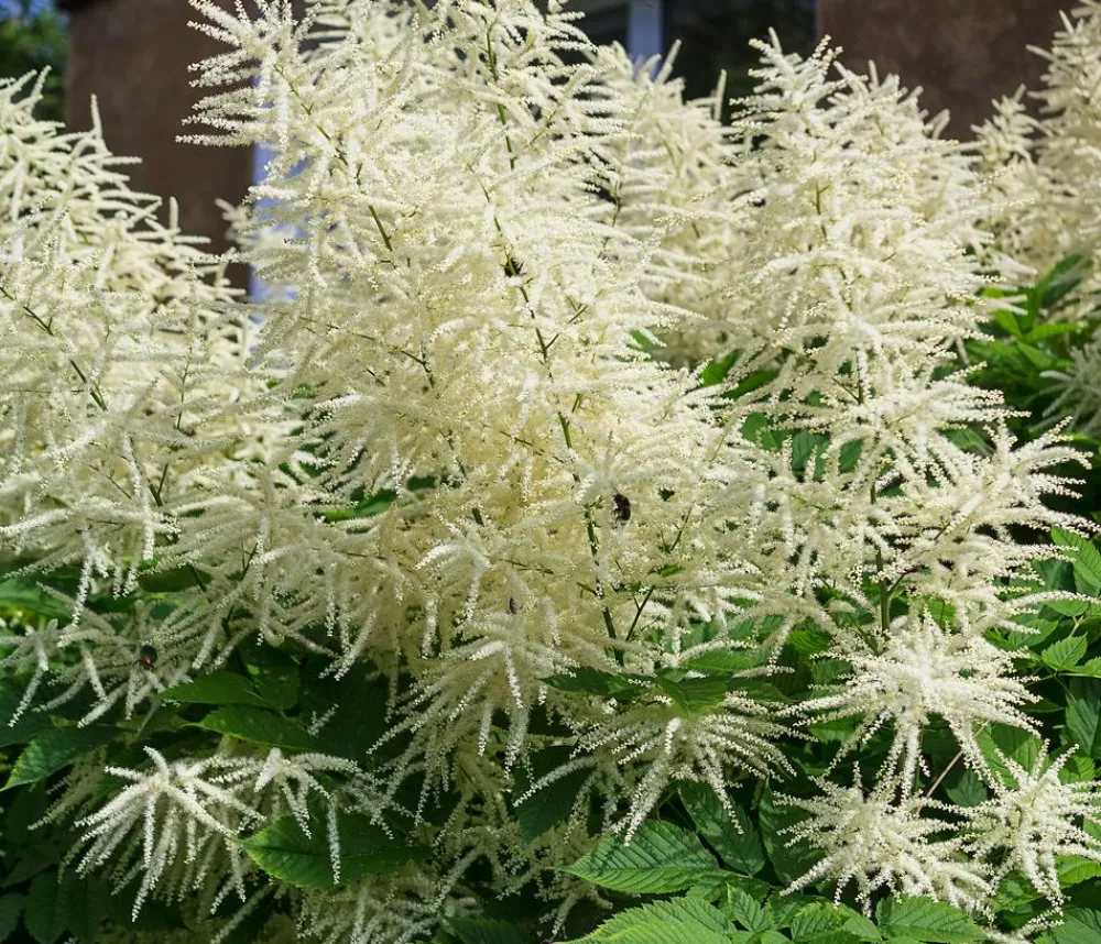 Dehner Bio Sommerstauden|Blatt- & Schattenstauden - Bio Wald-Geißbart Creme