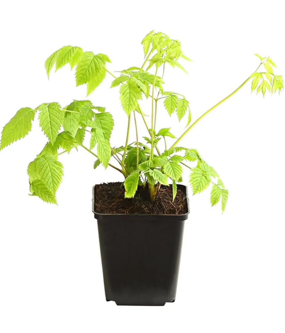 Dehner Bio Sommerstauden|Blatt- & Schattenstauden - Bio Wald-Geißbart Creme