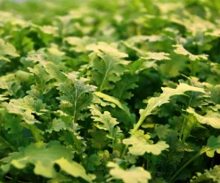 Dehner Bio Garten- & Heilkräuter|Bio-Kräuter > Bio Wasabi Rauke im Pottburri®-Topf