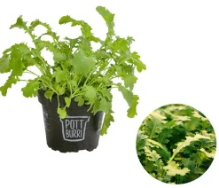 Dehner Bio Garten- & Heilkräuter|Bio-Kräuter > Bio Wasabi Rauke im Pottburri®-Topf