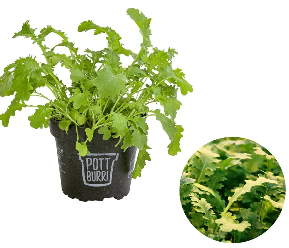Dehner Bio Garten- & Heilkräuter|Bio-Kräuter > Bio Wasabi Rauke im Pottburri®-Topf
