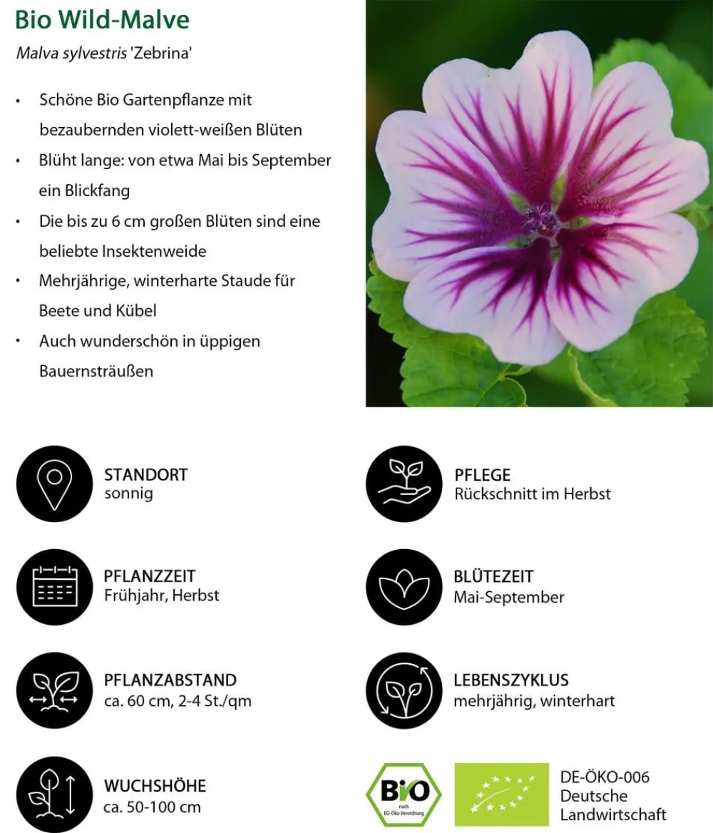 Dehner Bio Steingartenstauden|Sommerstauden - Bio Wild-Malve 'Zebrina'