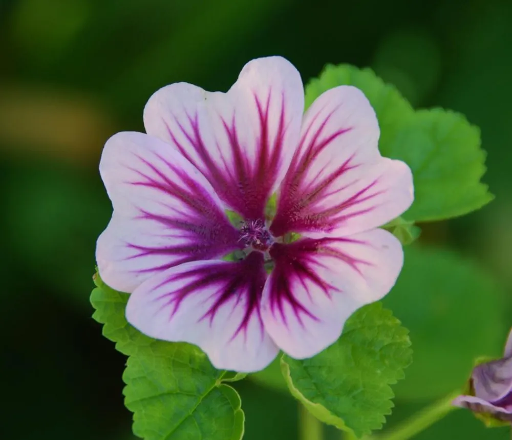 Dehner Bio Steingartenstauden|Sommerstauden - Bio Wild-Malve 'Zebrina'