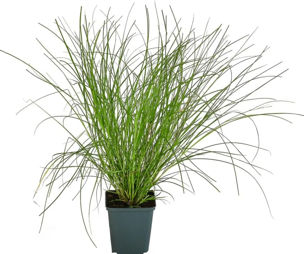 Dehner Bio Bio Winkel-Segge Grün New