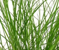 Dehner Bio Bio Winkel-Segge Grün New