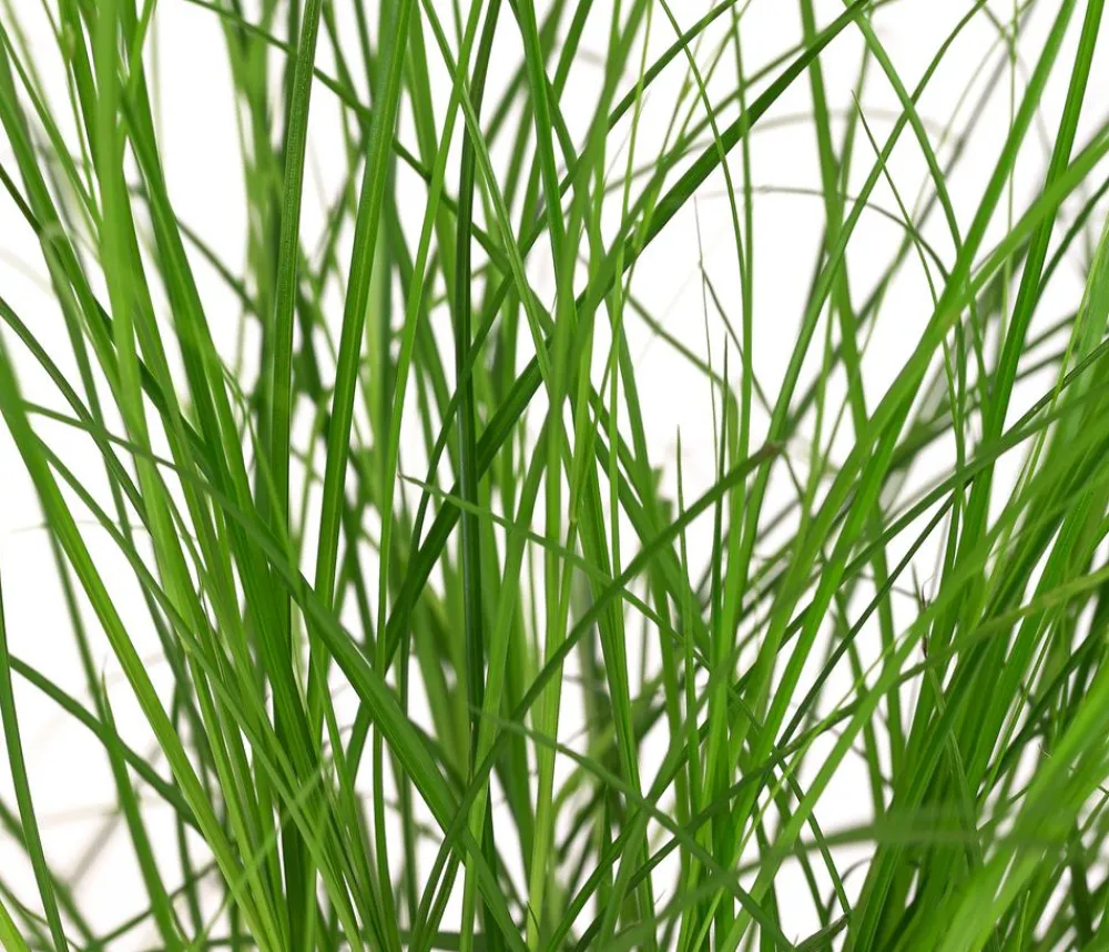 Dehner Bio Bio Winkel-Segge Grün New
