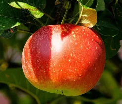 Dehner Bio Obstbäume|Bio-Obstbäume - Bio Winterapfel 'Cox Orange Pippin' Rot