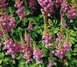 Dehner Bio Sommerstauden|Bio Stauden - Bio Zwerg-Astilbe