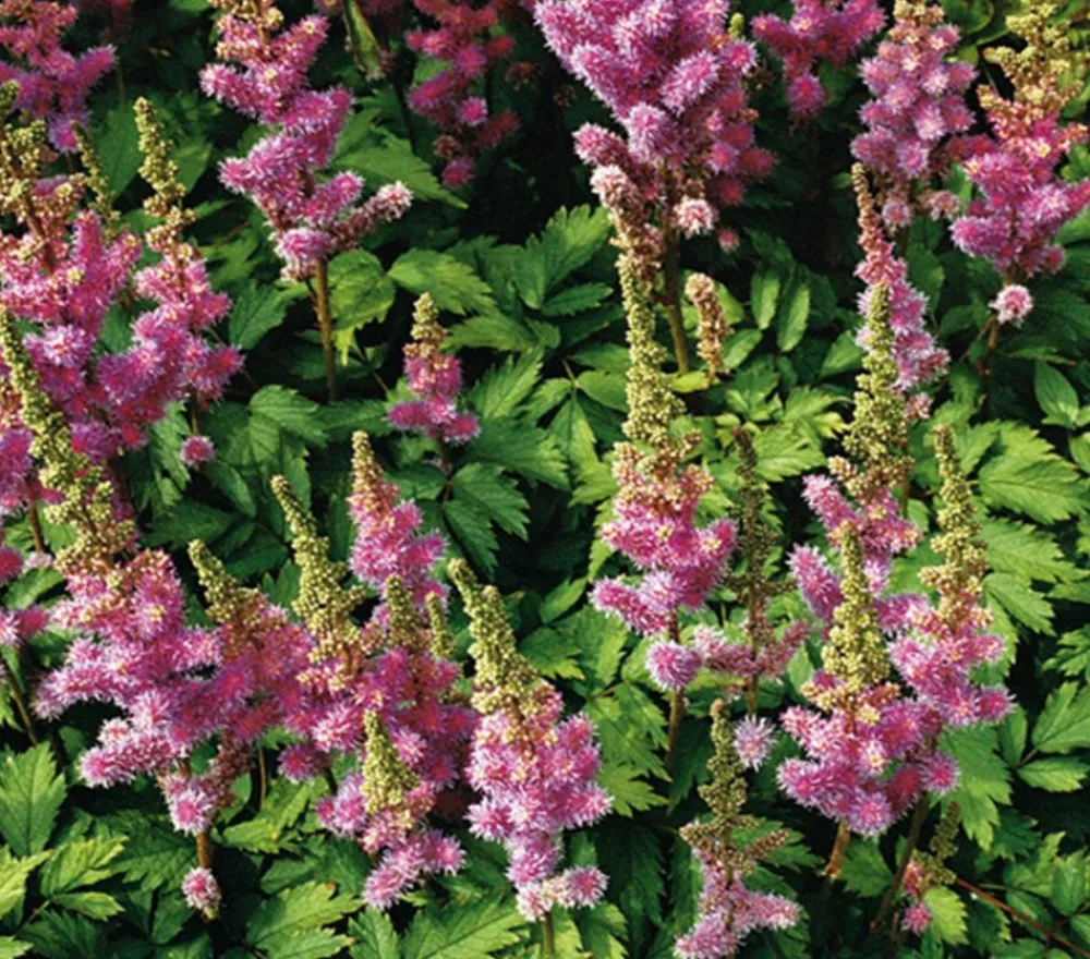 Dehner Bio Sommerstauden|Bio Stauden - Bio Zwerg-Astilbe