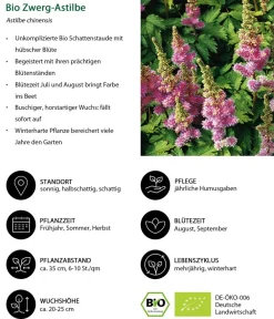 Dehner Bio Sommerstauden|Bio Stauden - Bio Zwerg-Astilbe