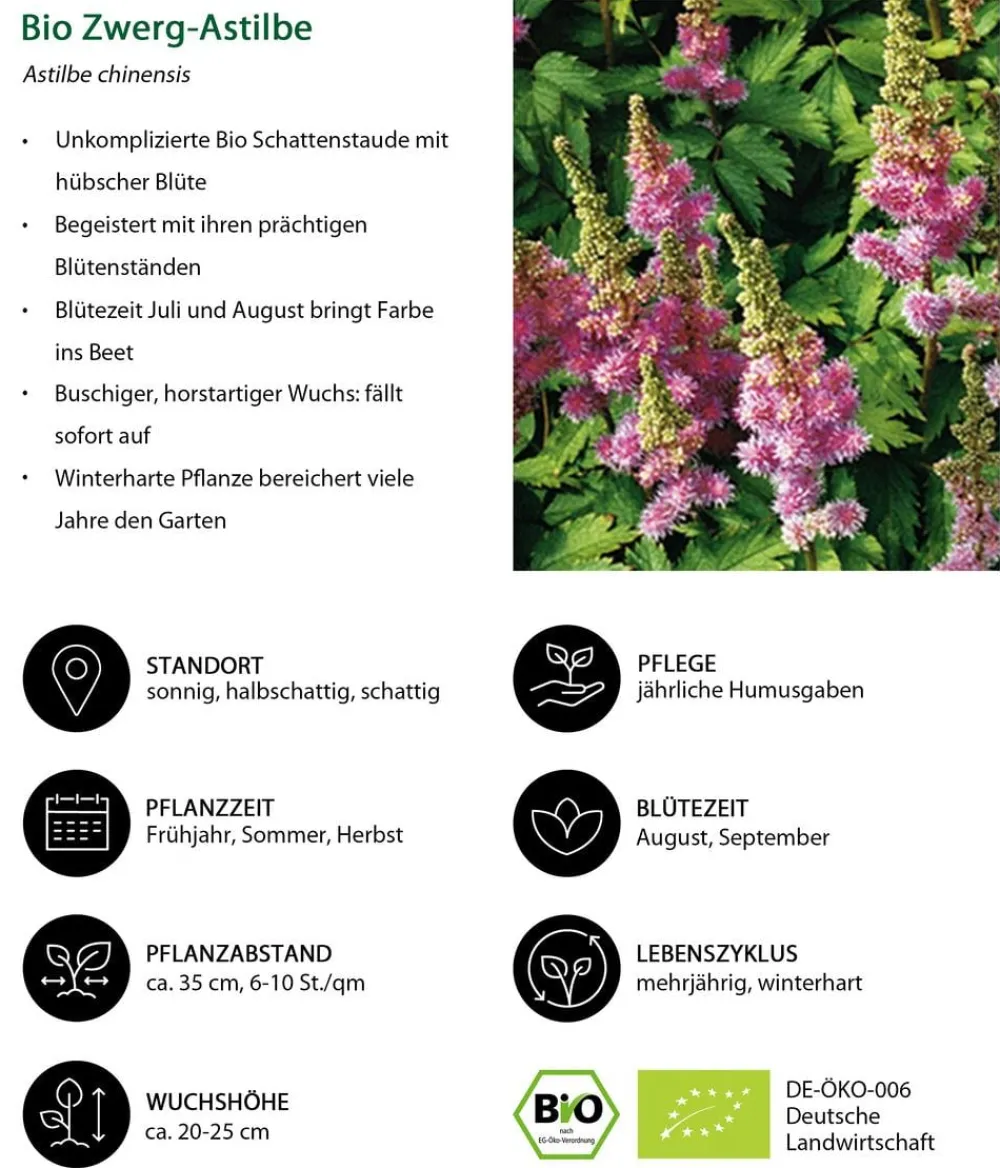 Dehner Bio Sommerstauden|Bio Stauden - Bio Zwerg-Astilbe