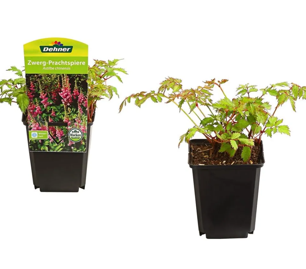 Dehner Bio Sommerstauden|Bio Stauden - Bio Zwerg-Astilbe