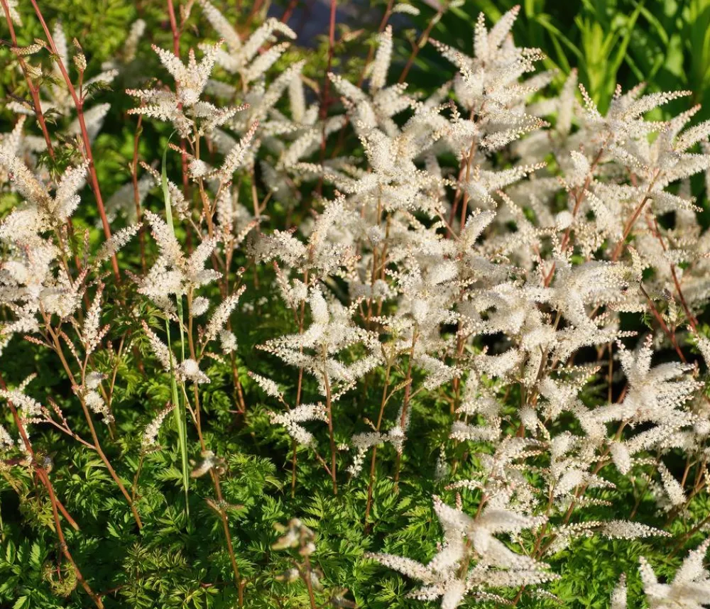 Dehner Bio Sommerstauden|Blatt- & Schattenstauden - Bio Zwerg-Geißbart