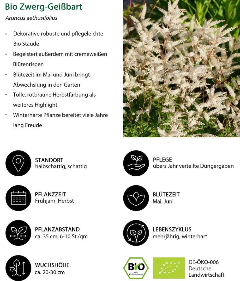 Dehner Bio Sommerstauden|Blatt- & Schattenstauden - Bio Zwerg-Geißbart