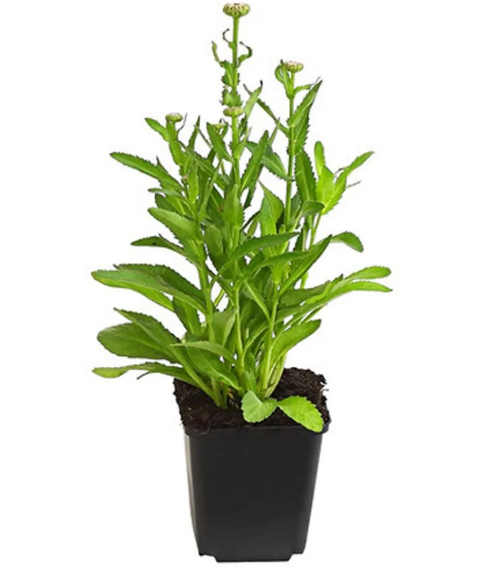 Dehner Bio Bio Zwerg-Margerite 'Dwarf Snow Lady' Weiß Hot