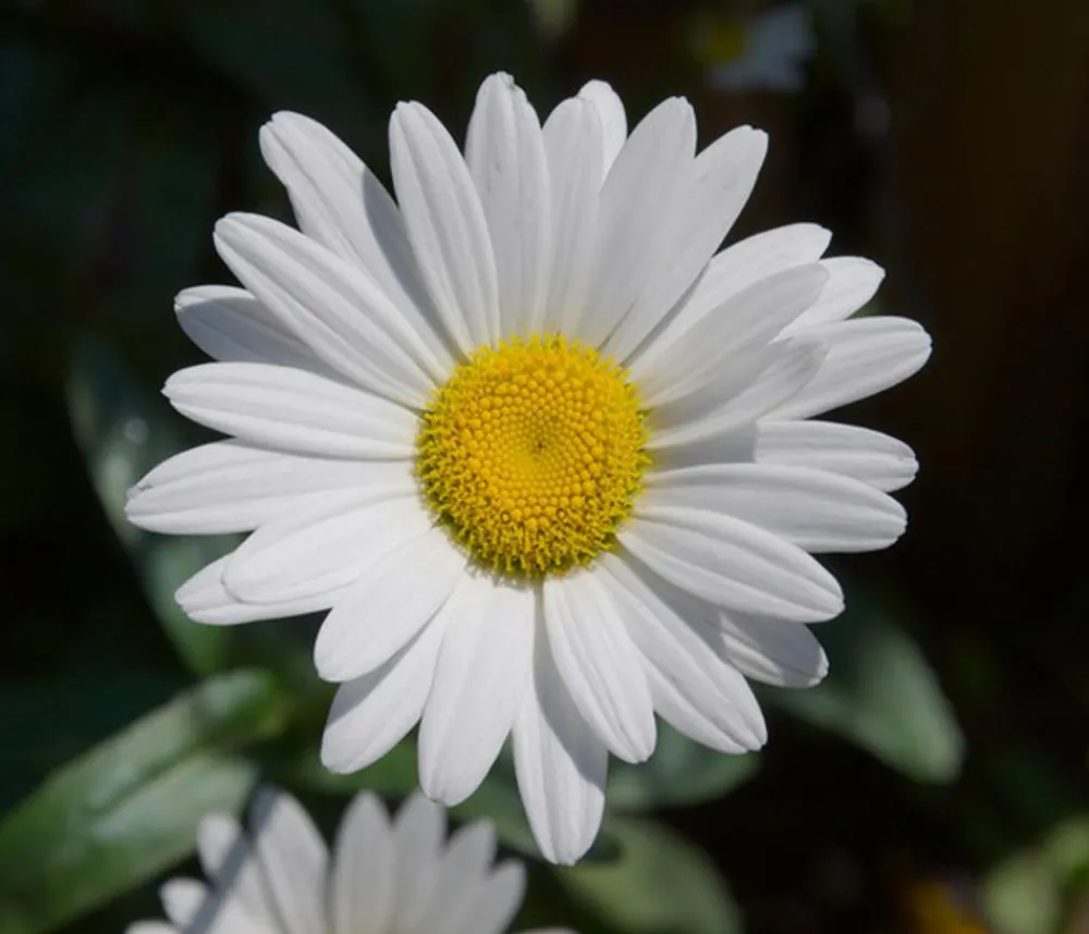Dehner Bio Bio Zwerg-Margerite 'Dwarf Snow Lady' Weiß Hot