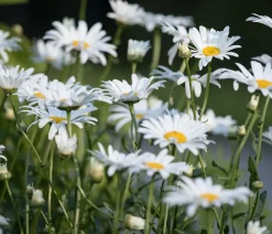 Dehner Bio Bio Zwerg-Margerite 'Dwarf Snow Lady' Weiß Hot