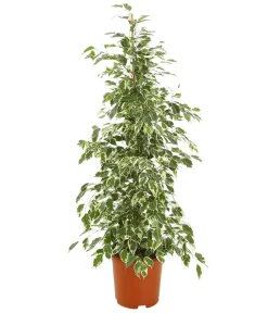 Dehner Birkenfeige - Ficus benjamina 'Forever', verschiedene Farben Clearance