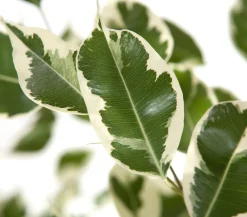 Dehner Birkenfeige - Ficus benjamina 'Forever', verschiedene Farben Clearance
