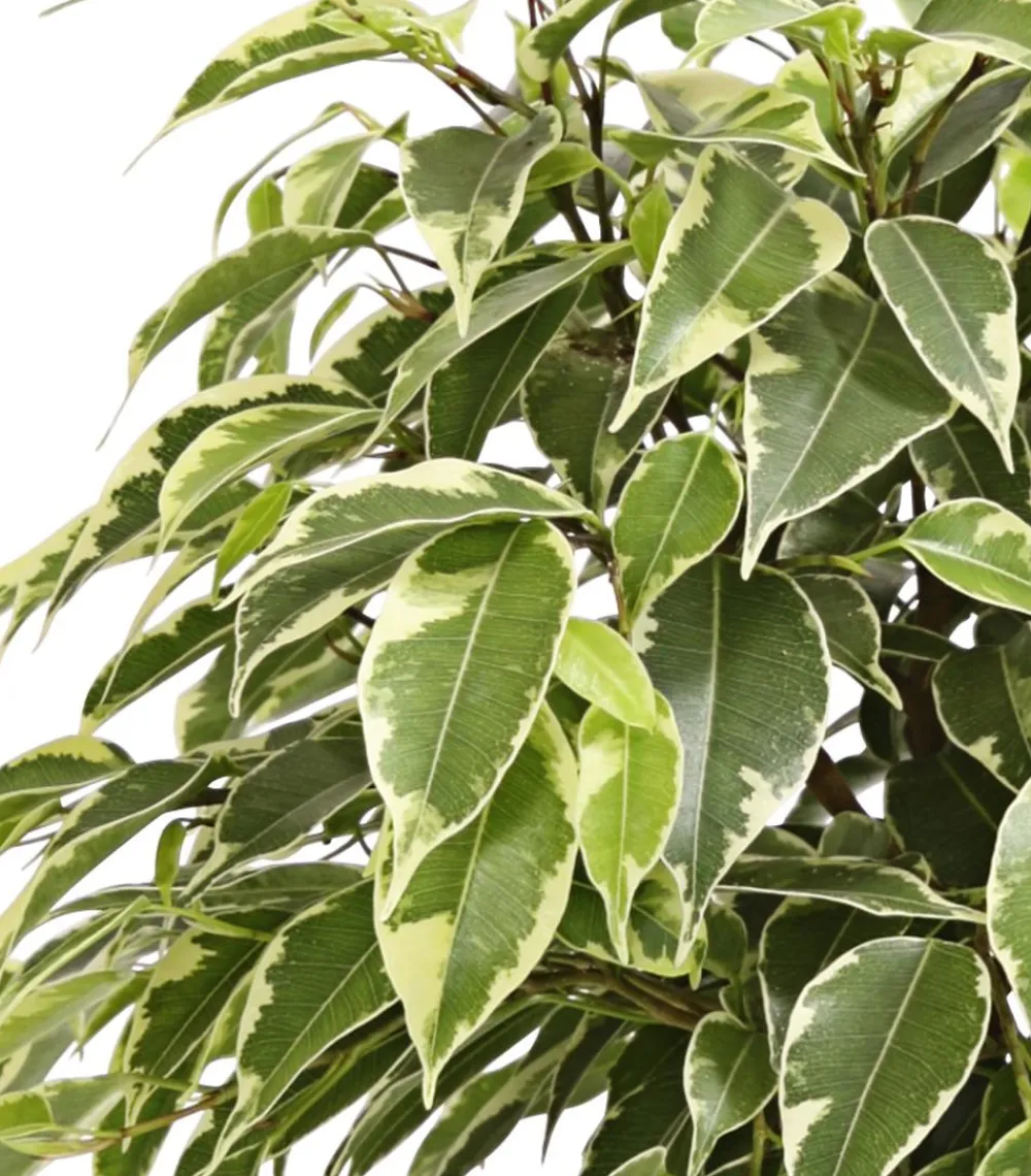Dehner Grünpflanzen|Solitärpflanzen - Birkenfeige - Ficus benjamina 'Kinky', verschiedene Farben