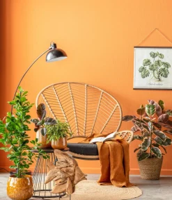 Dehner Grünpflanzen|Solitärpflanzen - Birkenfeige - Ficus benjamina 'Kinky', verschiedene Farben