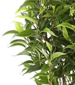 Dehner Grünpflanzen|Solitärpflanzen - Birkenfeige - Ficus benjamina 'Kinky', verschiedene Farben