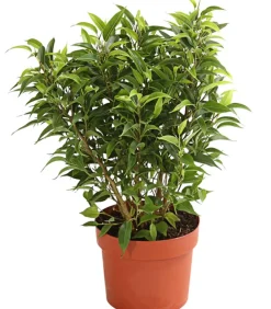 Dehner Grünpflanzen|Solitärpflanzen - Birkenfeige - Ficus benjamina 'Kinky', verschiedene Farben