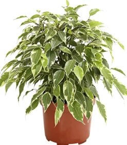 Dehner Grünpflanzen|Solitärpflanzen - Birkenfeige - Ficus benjamina 'Kinky', verschiedene Farben