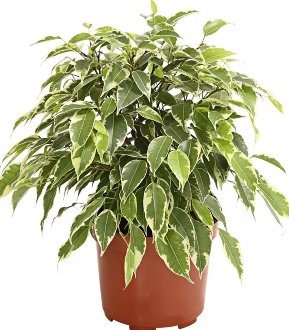 Dehner Grünpflanzen|Solitärpflanzen - Birkenfeige - Ficus benjamina 'Kinky', verschiedene Farben