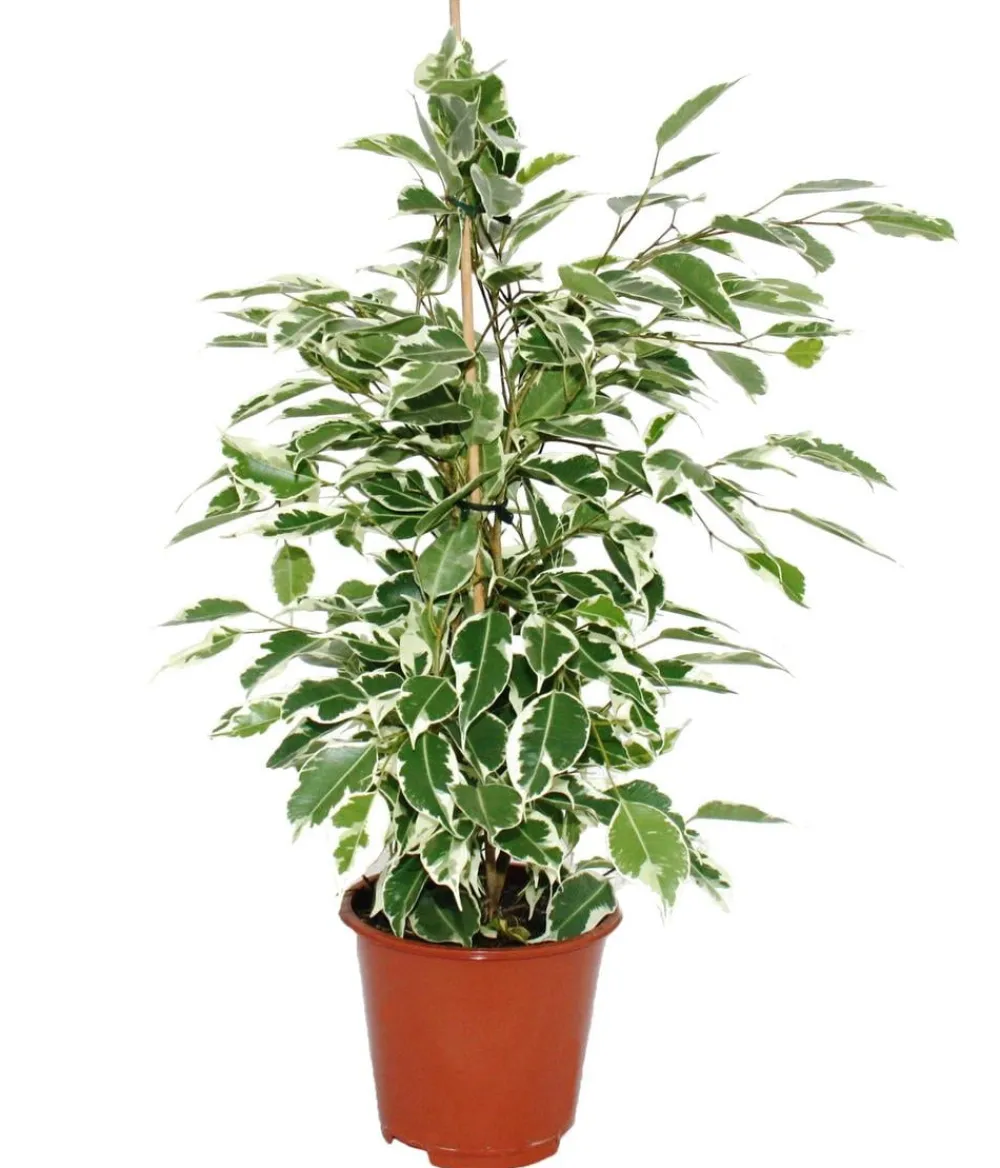 Dehner Grünpflanzen|Solitärpflanzen > Birkenfeige - Ficus benjamina 'Twilight'