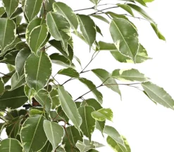 Dehner Grünpflanzen|Solitärpflanzen - Birkenfeige - Ficus benjamina 'Golden King'