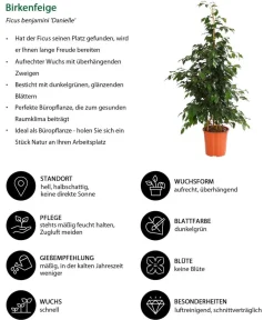 Dehner Grünpflanzen - Birkenfeige - Ficus benjamini 'Danielle' Dunkelgrün