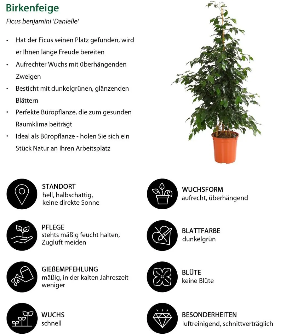 Dehner Grünpflanzen - Birkenfeige - Ficus benjamini 'Danielle' Dunkelgrün