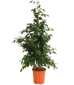 Dehner Grünpflanzen - Birkenfeige - Ficus benjamini 'Danielle' Dunkelgrün