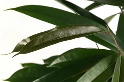 Dehner Birkenfeige - Ficus binnendijkii 'Amstel King', Hydrokultur Dunkelgrün Hot