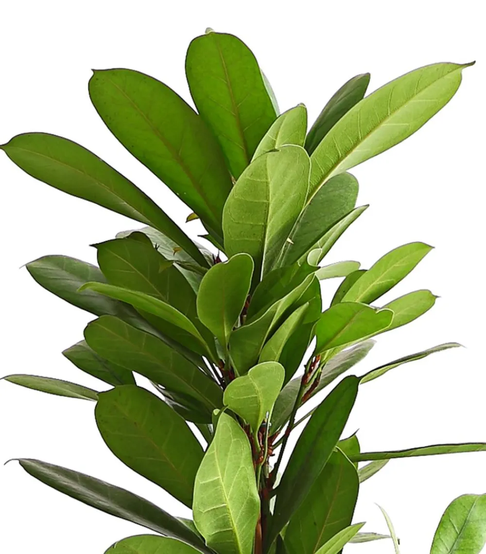 Dehner Grünpflanzen - Birkenfeige - Ficus cyathistipula Grün