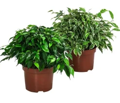 Dehner Grünpflanzen - Birkenfeigen-Set - Ficus benjamini, 2-teilig