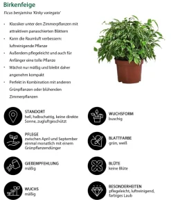 Dehner Grünpflanzen - Birkenfeigen-Set - Ficus benjamini, 2-teilig