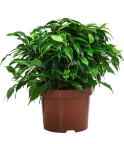 Dehner Grünpflanzen - Birkenfeigen-Set - Ficus benjamini, 2-teilig