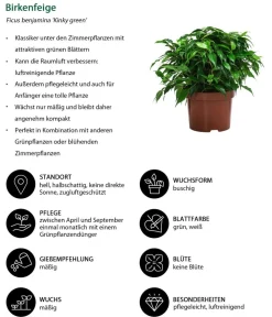 Dehner Grünpflanzen - Birkenfeigen-Set - Ficus benjamini, 2-teilig