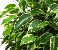Dehner Grünpflanzen - Birkenfeigen-Set - Ficus benjamini, 2-teilig